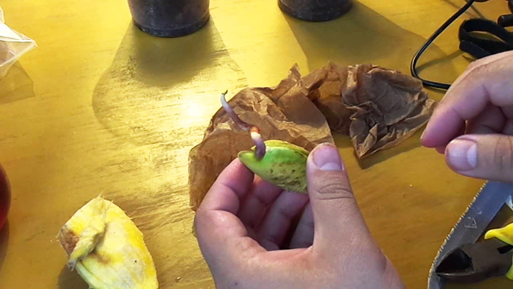 Plástico biodegradable a partir de semillas de mango 